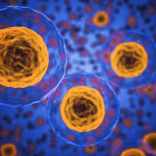Stammzellenspende – Häufig gestellte Fragen